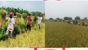 বড়লেখায় কৃষকের ধান কেটে দিল ছাত্রলীগ