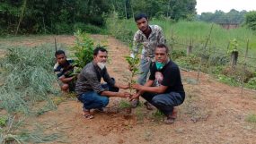 বঙ্গবন্ধু শেখ মুজিবুর রহমানের জন্মশত বাষির্কী উপলক্ষে যুবলীগনেতা লিটন খানের বৃক্ষরোপন