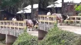 জগন্নাথপুরে সরকারি সেতুর উপর ষাঁড় গরু বেঁধে রাখায় যাতায়াতে বিঘ্ন সৃষ্ঠি